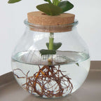 Clusia major - Clusia rosea 'Princess' - Înălţime 25-35cm - ⌀20cm