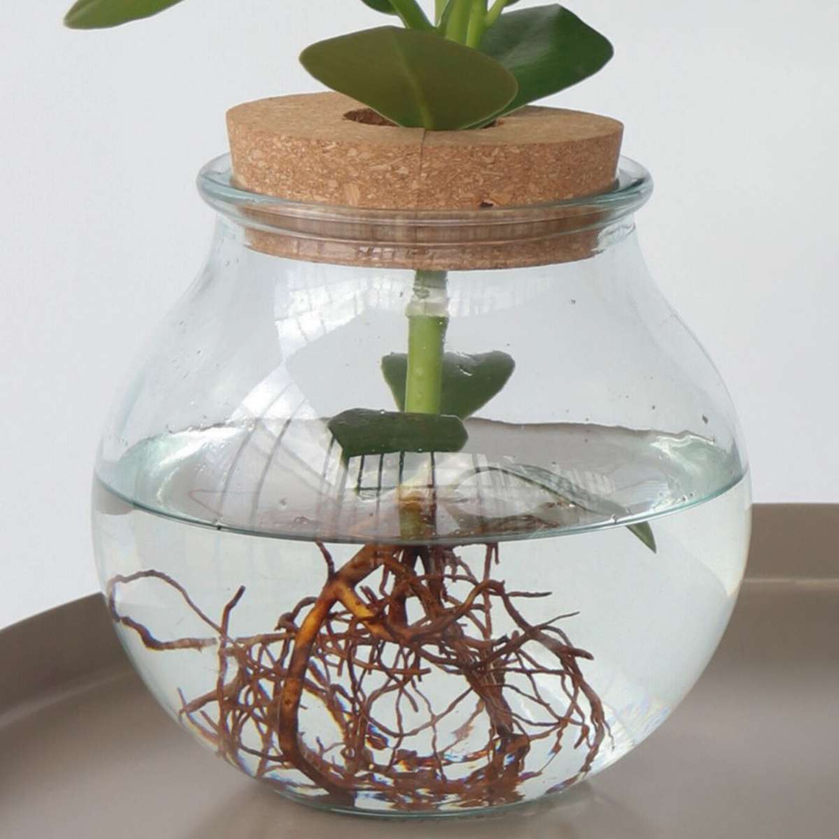 Clusia major - Clusia rosea 'Princess' - Înălţime 25-35cm - ⌀20cm