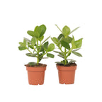 Clusia major - 2 buc - Clusia rosea 'Princess' - Înălţime 25-35cm - ⌀12cm