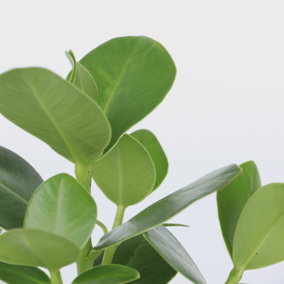 Clusia major - 4 buc - Clusia rosea 'Princess' - Înălţime 25-35cm - ⌀12cm