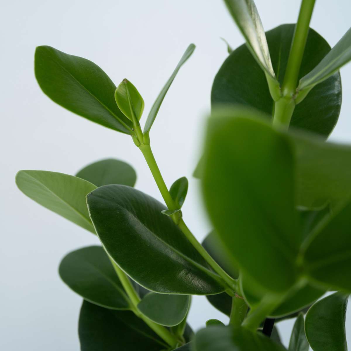 Clusia major - 4 buc - Clusia rosea 'Princess' - Înălţime 25-35cm - ⌀12cm