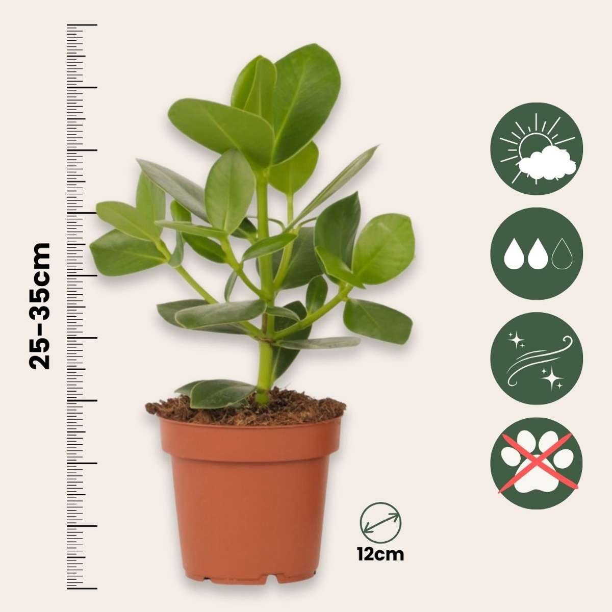 Clusia major - 4 buc - Clusia rosea 'Princess' - Înălţime 25-35cm - ⌀12cm