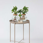 Monstera cu gauri - Monstera adansonii 'Monkey Mask' - Înălţime 25-35cm - ⌀20cm