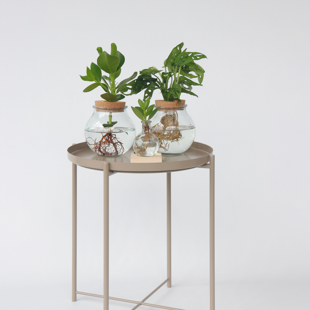 Clusia major - Clusia rosea 'Princess' - Înălţime 15-20cm - ⌀8cm