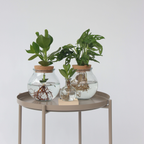 Clusia major - Clusia rosea 'Princess' - Înălţime 15-20cm - ⌀8cm