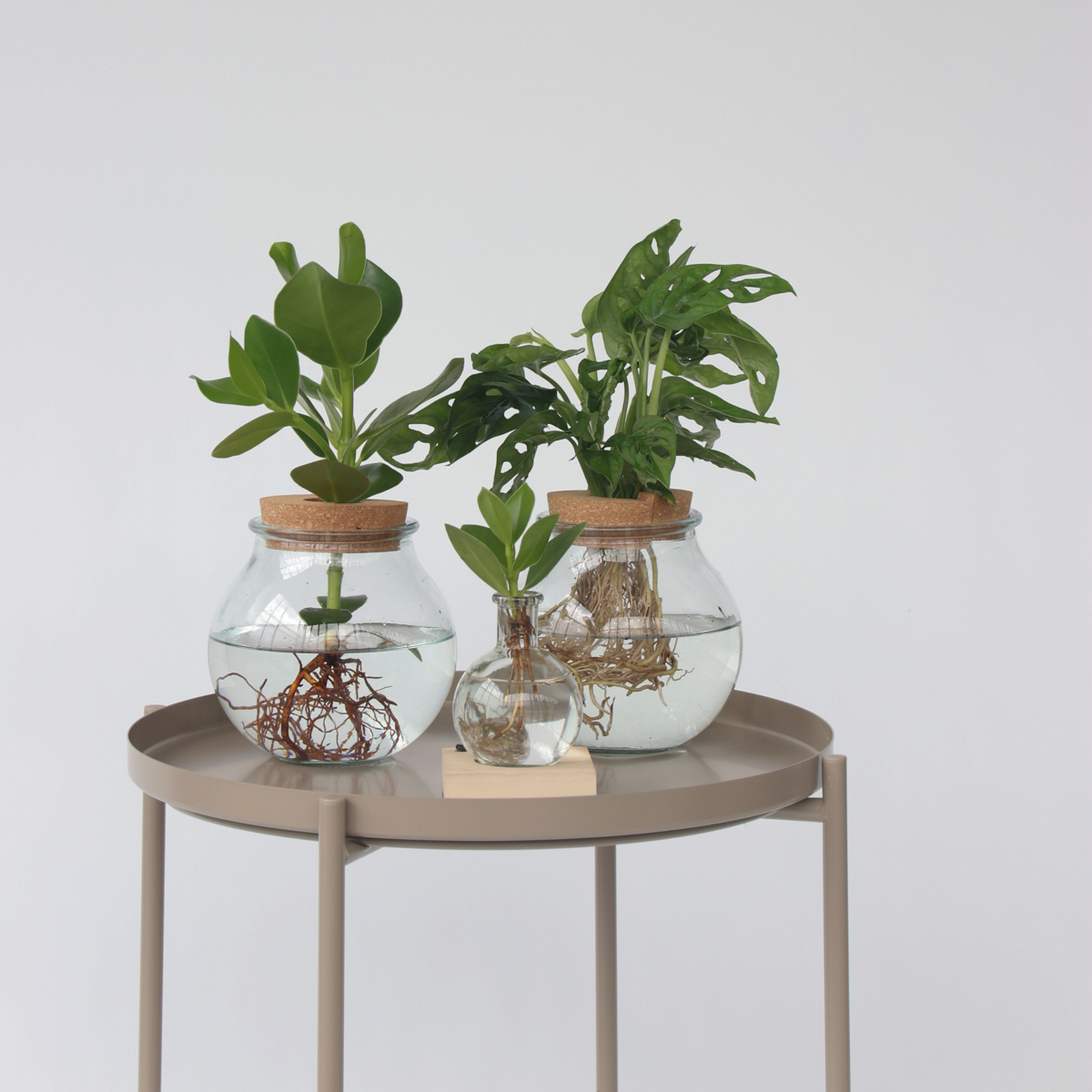 Clusia major - Clusia rosea 'Princess' - Înălţime 15-20cm - ⌀8cm