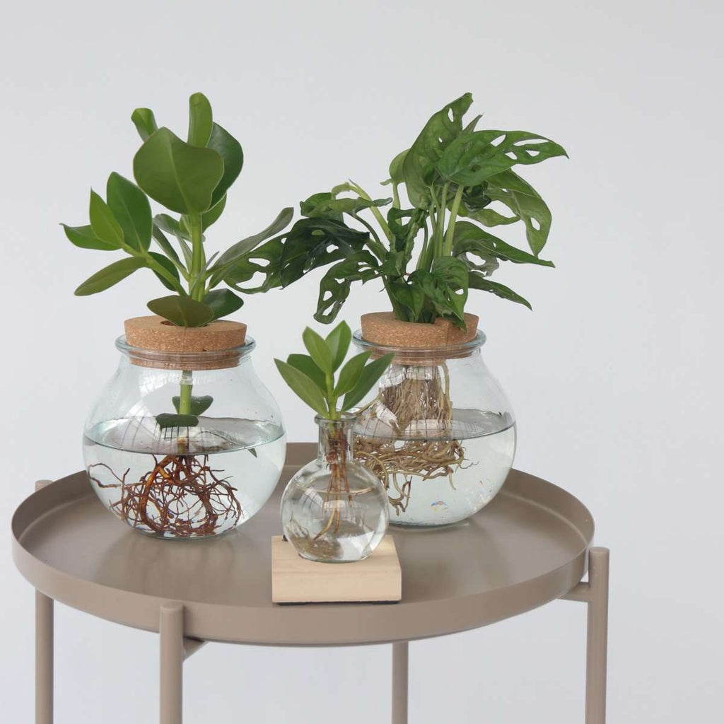 Monstera cu gauri - Monstera adansonii 'Monkey Mask' - Înălţime 25-35cm - ⌀20cm