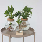 Monstera cu gauri - Monstera adansonii 'Monkey Mask' - Înălţime 25-35cm - ⌀20cm