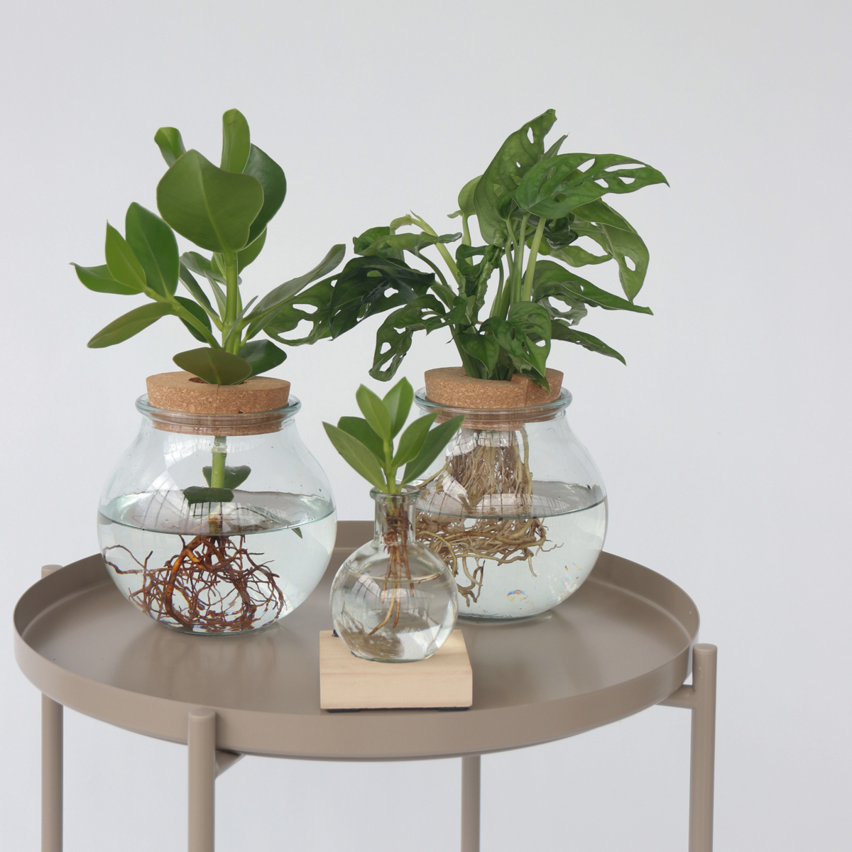 Clusia major - Clusia rosea 'Princess' - Înălţime 15-20cm - ⌀8cm