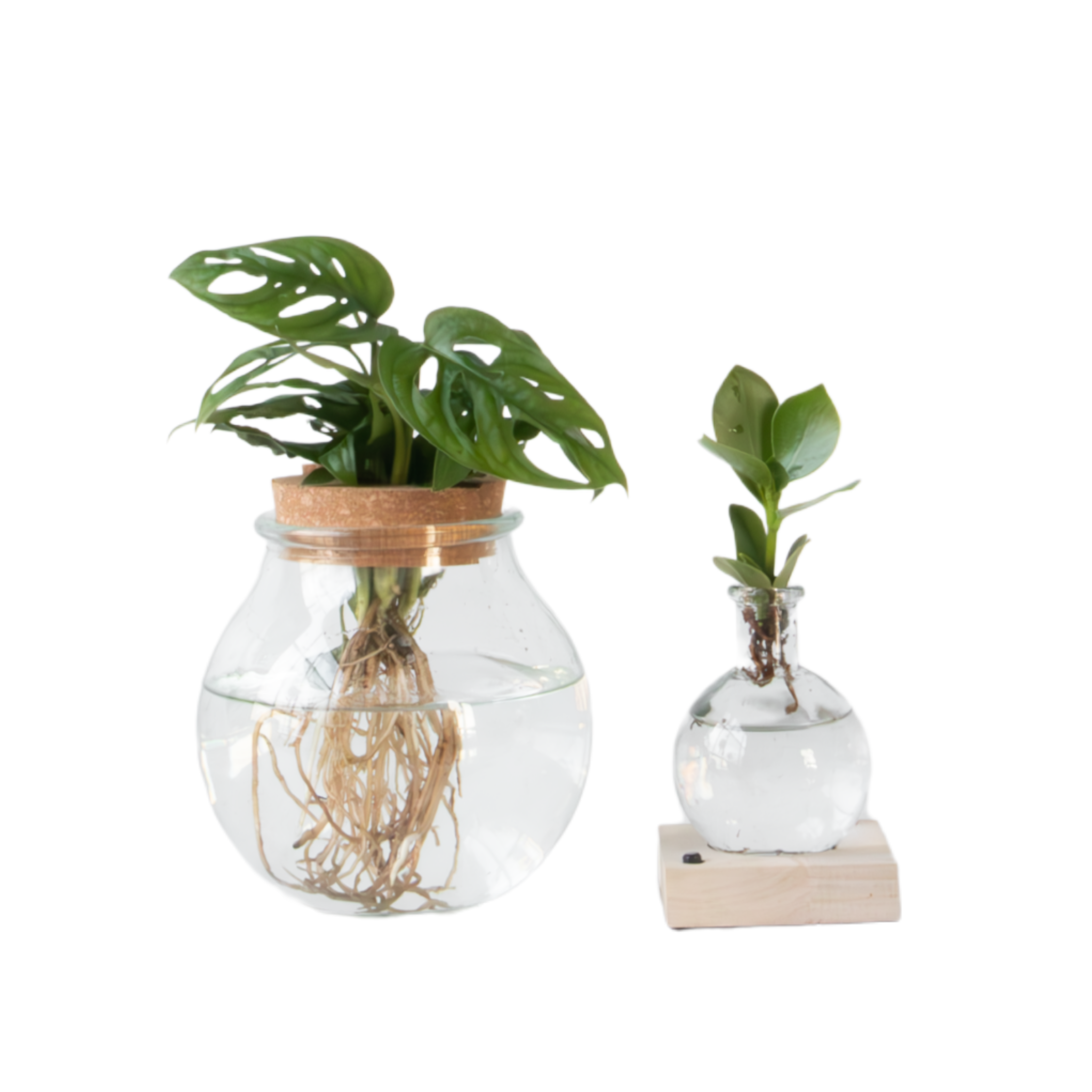 Amestec de plante în sticlă - Set de 2 - Clusia, Monstera - În. 15-35cm - ⌀20cm
