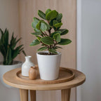 Clusia major - Clusia rosea 'Princess' - Înălţime 50-60cm - ⌀17cm