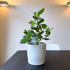 Clusia major - Clusia rosea 'Princess' - Înălţime 50-60cm - ⌀17cm