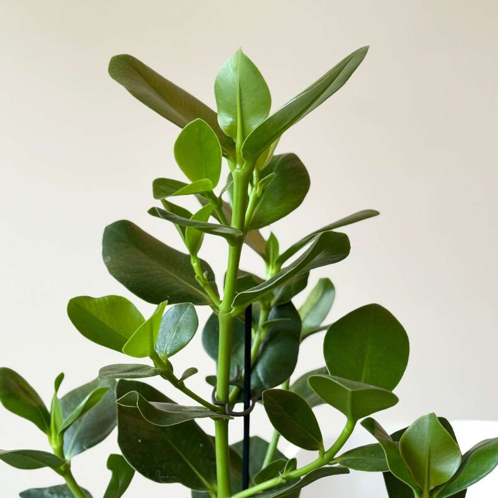 Clusia major - Clusia rosea 'Princess' - Înălţime 50-60cm - ⌀17cm