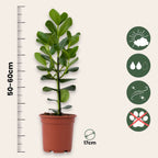 Clusia major - Clusia rosea 'Princess' - Înălţime 50-60cm - ⌀17cm