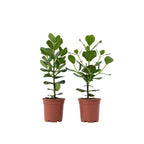 Clusia major - 2 buc - Clusia rosea 'Princess' - Înălţime 50-60cm - ⌀17cm