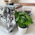 Arbore de cafea - 4 buc - Coffea arabica - Înălţime 25-40cm - ⌀12cm