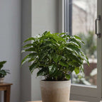 Arbore de cafea - 4 buc - Coffea arabica - Înălţime 25-40cm - ⌀12cm