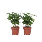 Arbore de cafea - 4 buc - Coffea arabica - Înălţime 25-40cm - ⌀12cm