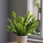 Feriga Cuib de Pasare - 2 buc - Asplenium nidus - Înălţime 25-40cm - ⌀12cm