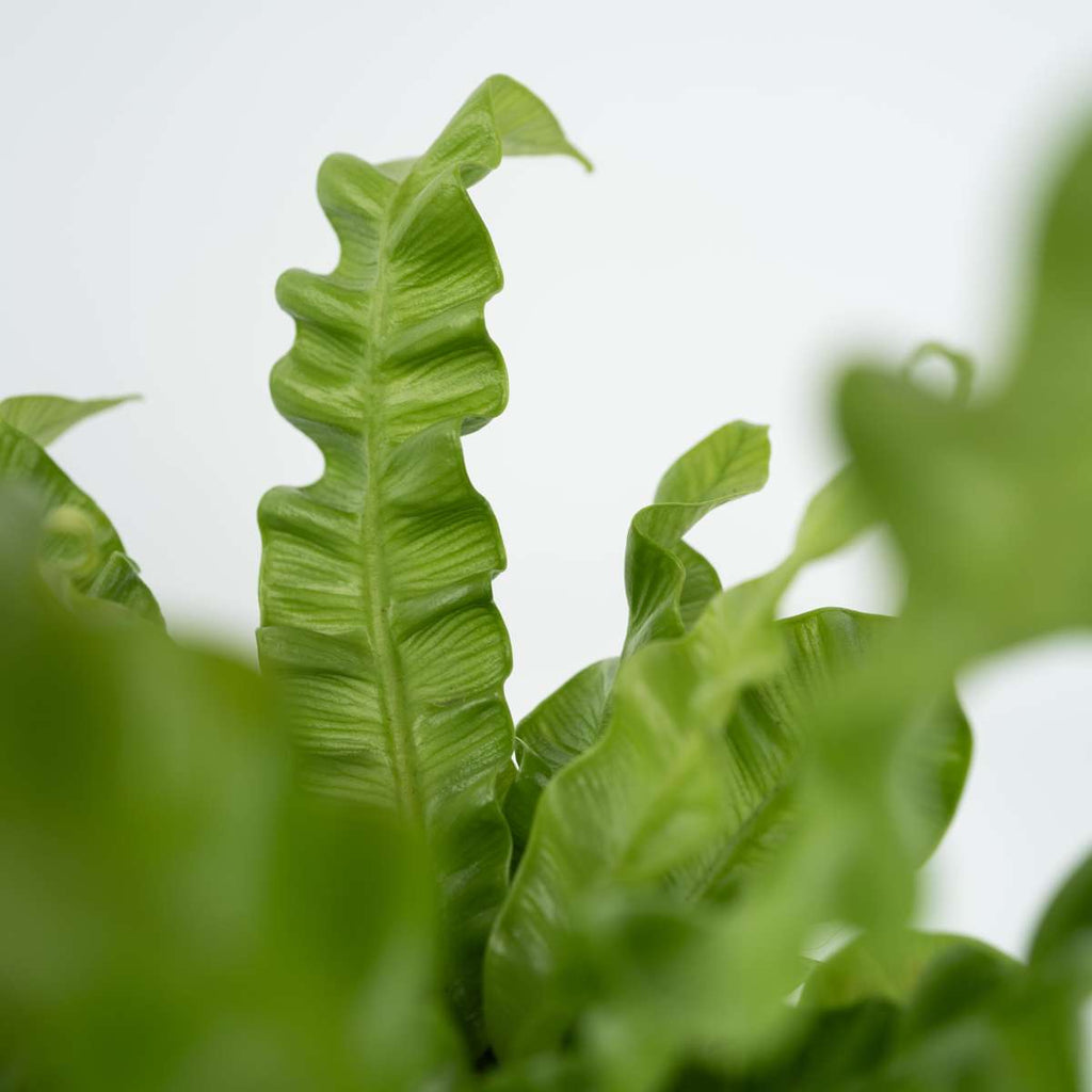 Feriga Cuib de Pasare - 2 buc - Asplenium nidus - Înălţime 25-40cm - ⌀12cm