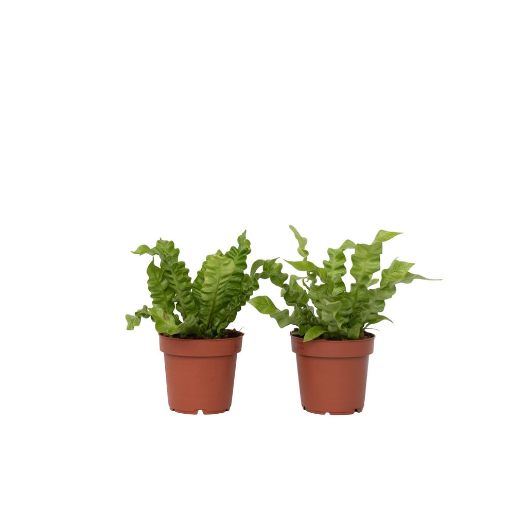 Feriga Cuib de Pasare - 2 buc - Asplenium nidus - Înălţime 25-40cm - ⌀12cm