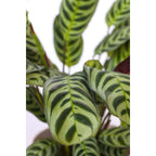 Planta de rugăciune - Ctenanthe 'burle-marxii' - Înălţime 25-40cm - ⌀12cm