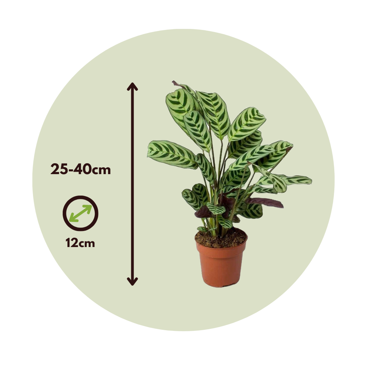 Planta de rugăciune - Ctenanthe 'burle-marxii' - Înălţime 25-40cm - ⌀12cm