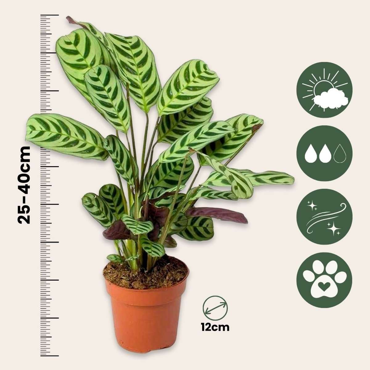 Planta de rugăciune - Ctenanthe 'burle-marxii' - Înălţime 25-40cm - ⌀12cm