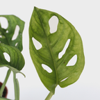 Monstera cu gauri - Monstera adansonii 'Monkey Mask' - Înălţime 25-30cm - ⌀12cm
