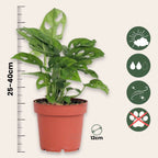 Monstera cu gauri - Monstera adansonii 'Monkey Mask' - Înălţime 25-30cm - ⌀12cm