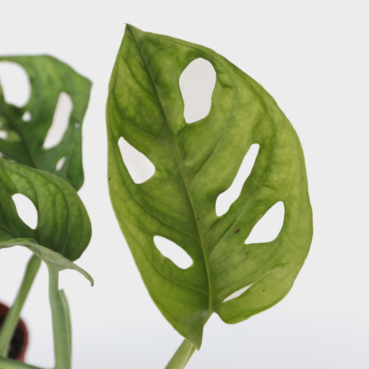 Monstera cu gauri - 2 buc - Monstera 'Monkey Mask' - Înălţime 25-30cm - ⌀12cm