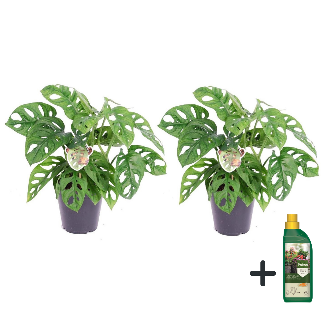 Monstera cu gauri - 2 buc - Monstera 'Monkey Mask' - Înălţime 25-30cm - ⌀12cm