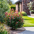 Fotinie - 2 buc - Photinia fraseri 'Red Robin' - Înălţime 30-40cm - ⌀17cm
