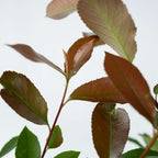 Fotinie - 2 buc - Photinia fraseri 'Red Robin' - Înălţime 30-40cm - ⌀17cm