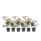 Fotinie - 6 buc - Photinia fraseri 'Red Robin' - Înălţime 30-40cm - ⌀17cm