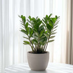 Planta dinozaur - Zamioculcas Zamiifolia - Înălţime 55-65cm - ⌀17cm