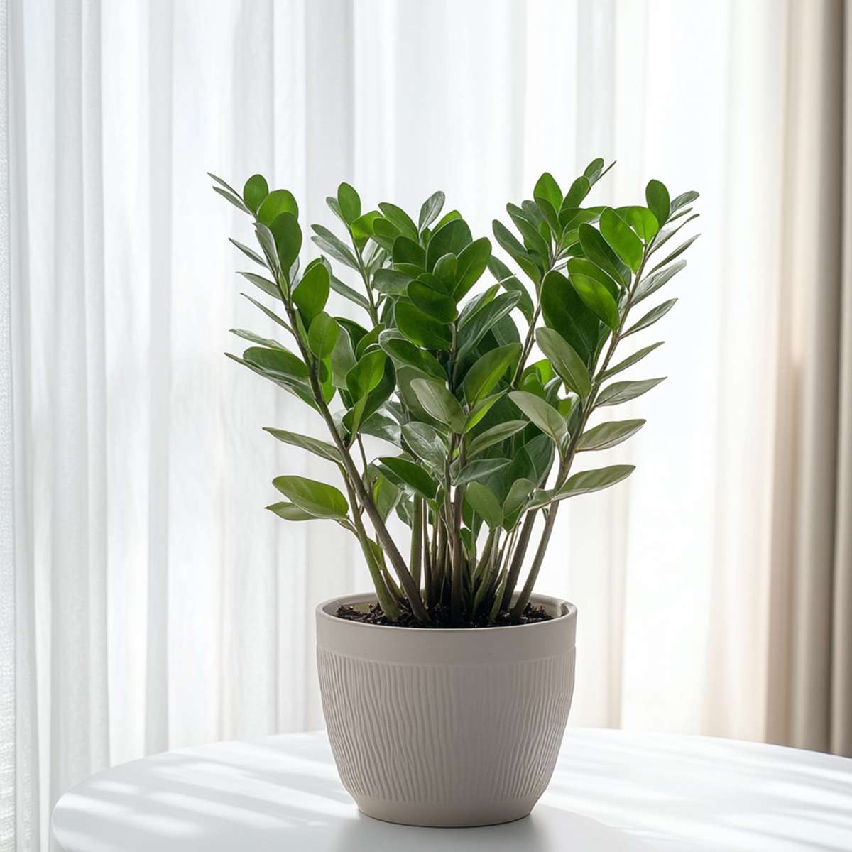 Planta dinozaur - Zamioculcas Zamiifolia - Înălţime 55-65cm - ⌀17cm