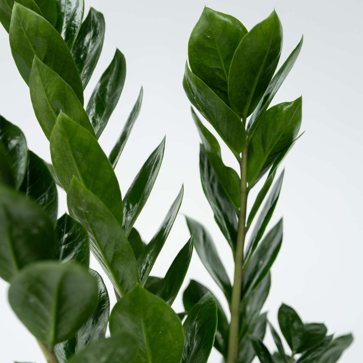 Planta dinozaur - Zamioculcas Zamiifolia - Înălţime 55-65cm - ⌀17cm