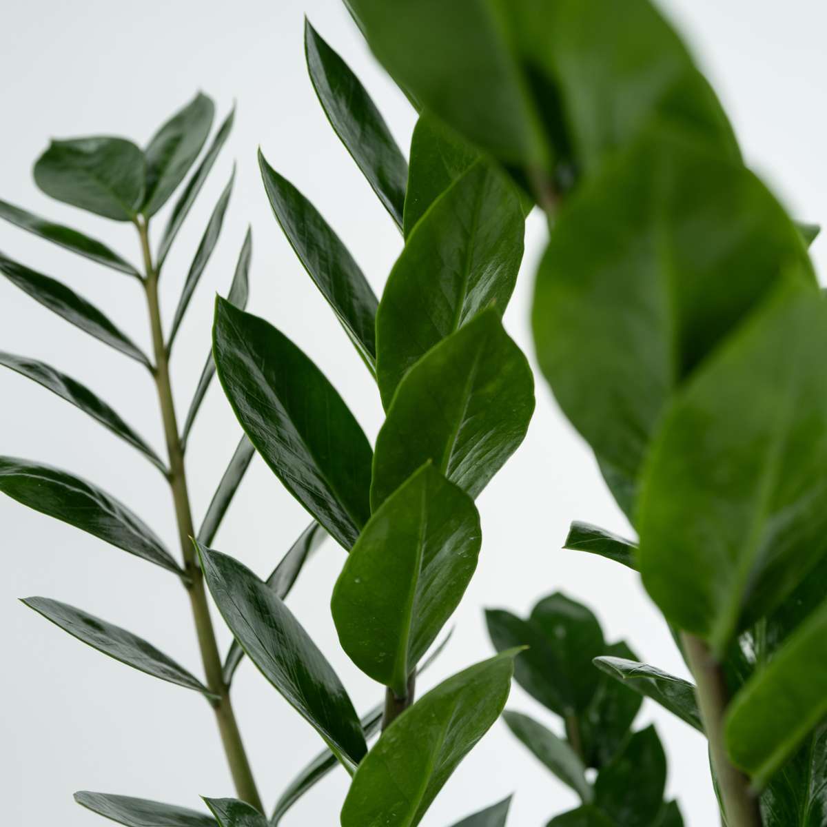 Planta dinozaur - Zamioculcas Zamiifolia - Înălţime 55-65cm - ⌀17cm