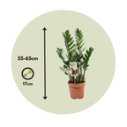 Planta dinozaur - Zamioculcas Zamiifolia - Înălţime 55-65cm - ⌀17cm