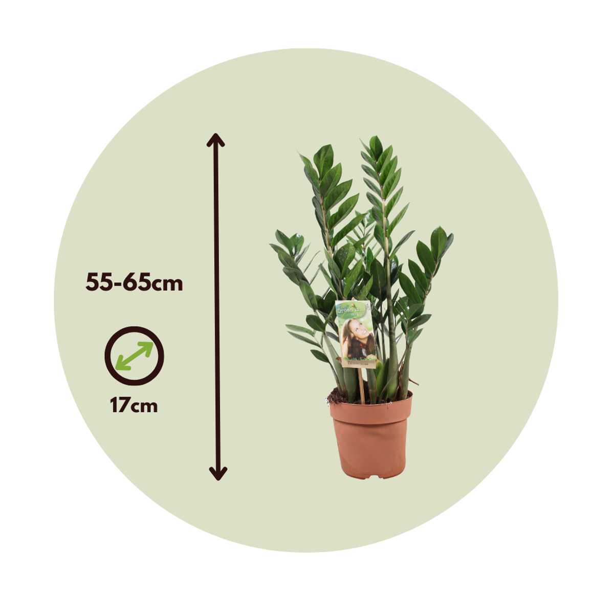 Planta dinozaur - Zamioculcas Zamiifolia - Înălţime 55-65cm - ⌀17cm