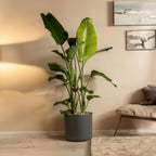 Planta păsării paradisului - Strelitzia nicolai - Înălţime 55-70cm - ⌀17cm