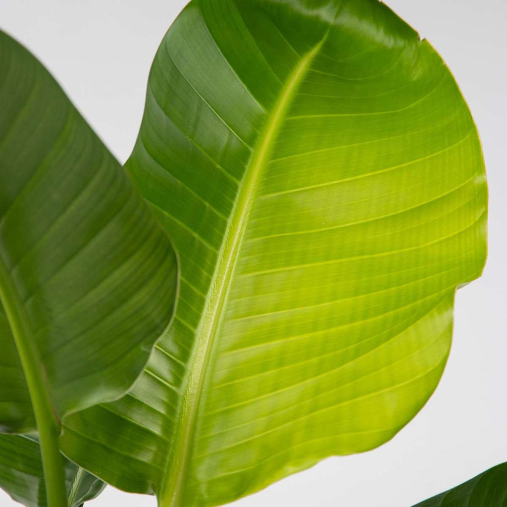Planta păsării paradisului - Strelitzia nicolai - Înălţime 55-70cm - ⌀17cm