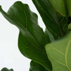 Smochin liră - 2 buc - Ficus Lyrata - Înălţime 70-90cm - ⌀21cm