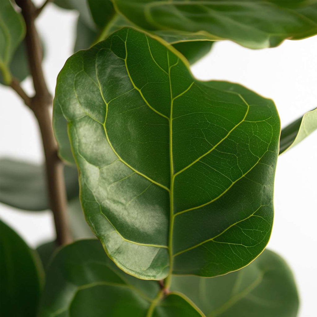 Smochin liră - Ficus Lyrata - Înălţime 70-90cm - ⌀21cm