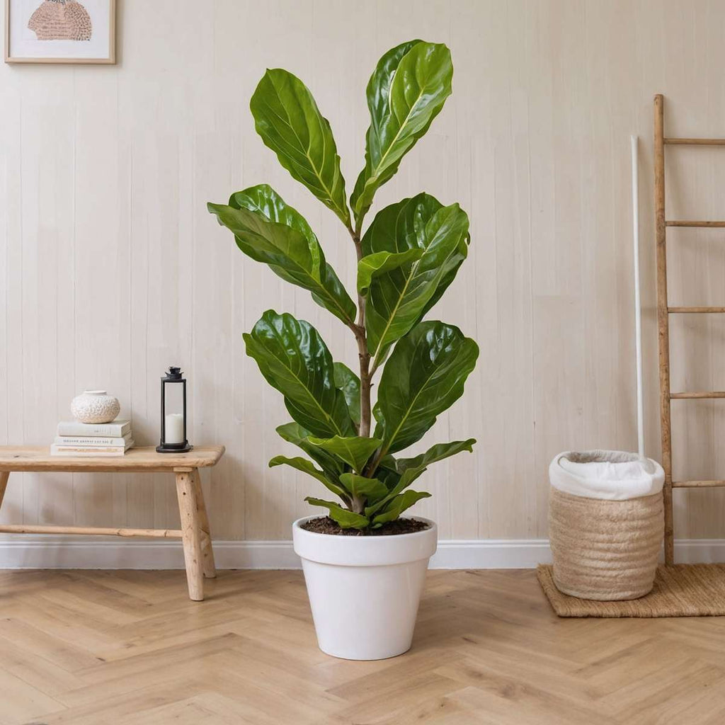 Smochin liră - 2 buc - Ficus Lyrata - Înălţime 70-90cm - ⌀21cm