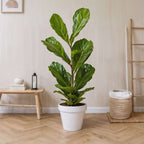 Smochin liră - 2 buc - Ficus Lyrata - Înălţime 70-90cm - ⌀21cm