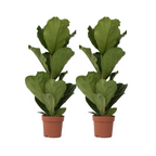 Smochin liră - 2 buc - Ficus Lyrata - Înălţime 70-90cm - ⌀21cm