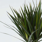 Dracena - 4 buc - Dracaena marginata - Înălţime 70-80cm - ⌀17cm