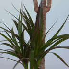 Dracena - 4 buc - Dracaena marginata - Înălţime 70-80cm - ⌀17cm